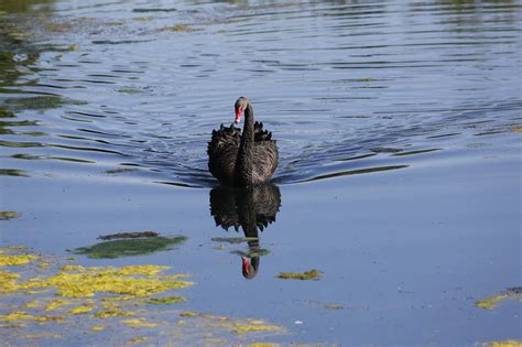 Le Noir Cygne Oiseau D Eau Photo Gratuite Sur Pixabay