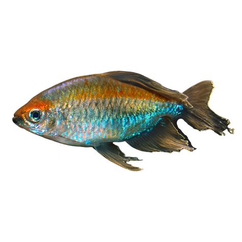 Congo Tetra Aura Aquarium