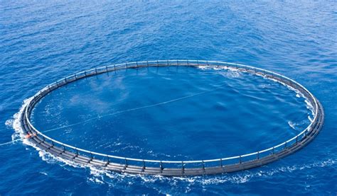 Revolutionizing Aquaculture Transforming Waste Into Sustainable Feed