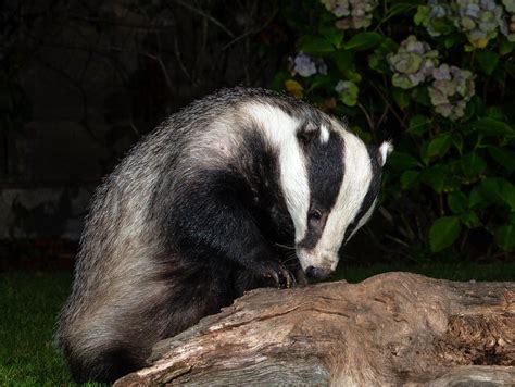 European Badger Garden Visitor Scientific Name Meles Me Flickr