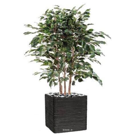 D Couvrez Tous Nos Ficus Semi Naturels En Pot Tous Les Types Toutes