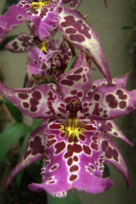 1000+ images about Exotic Orchids on Pinterest | Rare orchids, Orchid ...