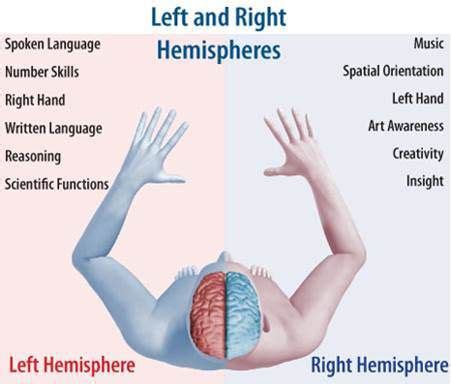 Left brain - right brain functions. The "left" has always been considered "sinister", but it ...