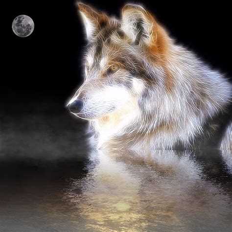 HD wallpaper: wolf, mirroring, water, reflection, moon, fog, animal ...