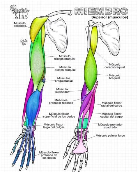 Sketch Med Dra Paola Rios on Instagram Músculos de miembro