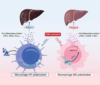 Pregnane X Receptor Activation In Liver Macrophages Protects Against