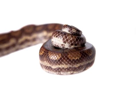 Pet boa constrictor - holdenorganic