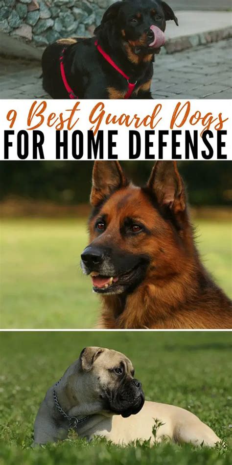 9 Best Guard Dogs For Home Defense