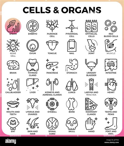 Cells And Organs Concept Detailed Line Icons Set In Modern Line Icon