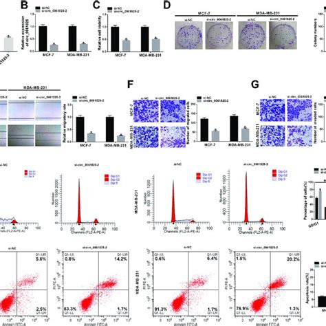 Circ Knockdown Hindered Bc Cell Malignant Behaviors And