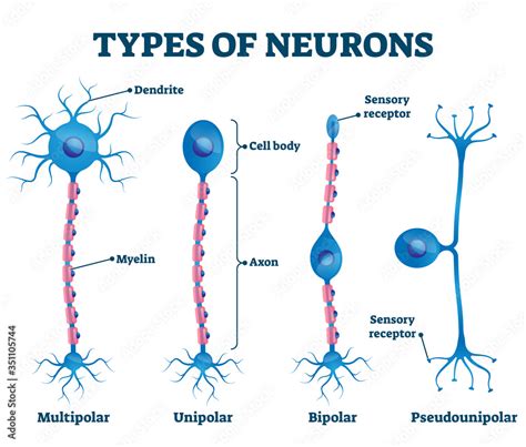 Types of neurons vector illustration. Labeled nerve parts comparison ...