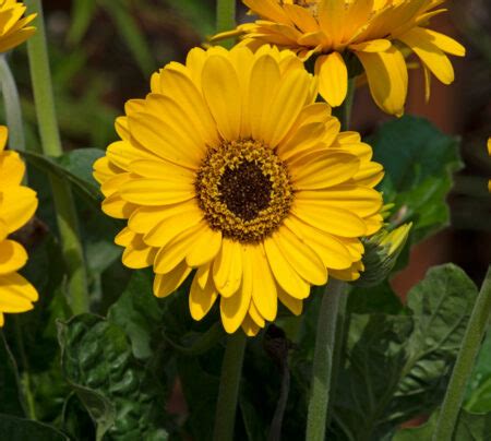 Gerbera Garvinea Vibe In A Litre Pot Cade Street Nursery