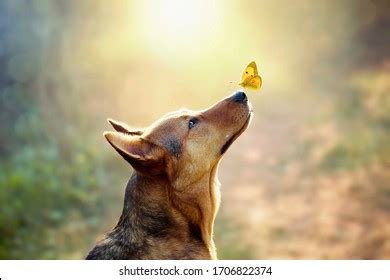 Dog Butterfly Nose Royalty-Free Images, Stock Photos & Pictures | Shutterstock