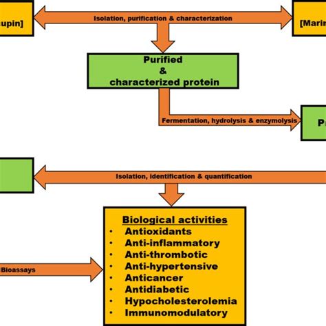 Source And Biological Activities Of Bioactive Proteins And Peptides Download Scientific Diagram