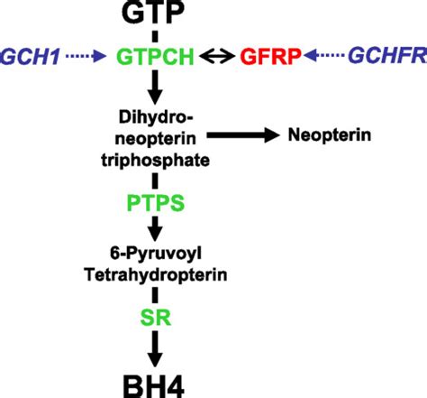 GTP Cyclohydrolase I Expression Protein And Activity Determine