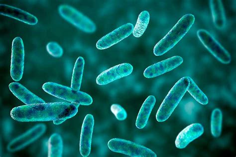 Cómo Eliminar las Bacterias Coliformes en el Agua Laboratorios Omega