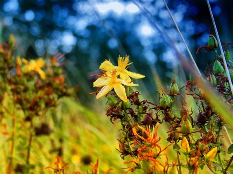 Darmowy Obraz Pola Zielonej Trawy Li Ci Charakter Kwiat Flora