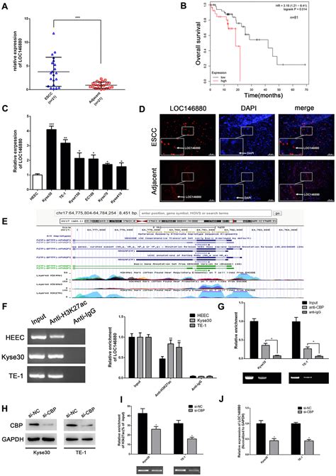 Lncrna Loc146880 Promotes Esophageal Squamous Cell Carcinoma