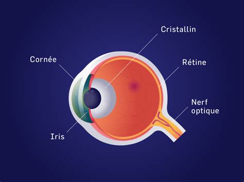 Un Test De Vue Chez Lopticien Ou Chez Lophtalmologiste Eye Sight Org