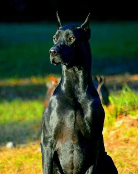 All the Colors and Types of the Doberman Pinscher – Doberman Planet