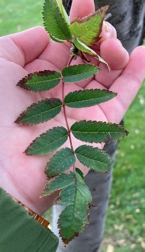 Dendrology Week Lab Plants Flashcards Quizlet