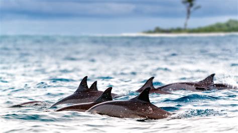 Visit Ile Aux Cerfs Island In Mauritius Emerald Isle AndBeyond