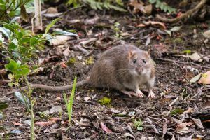 Norway Rat Control | Austin Pest Control | Magic Pest And Lawn - Austin, TX