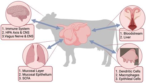 Microorganisms Free Full Text Utilizing The Gastrointestinal