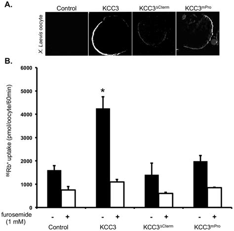 Evaluation Of Wild Type And Mutant Kcc3 Dcterm Kcc3 Mpro Functions In