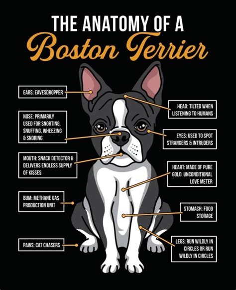 The Anatomy Of A Boston Terrier Jtok Chatter