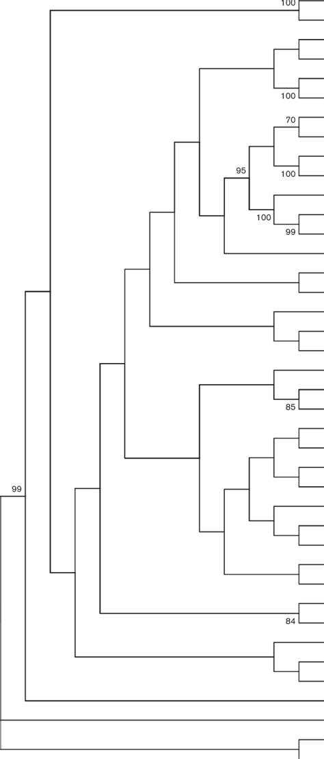 Phylogenetic Tree Based On 16s Rrna Gene Sequences Showing The Position