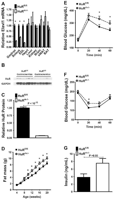 Figure From The Rna Binding Protein Hur Influences Skeletal Muscle