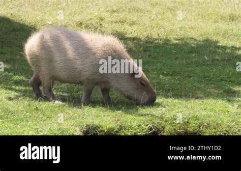 Capybara Eating Grass At Sunny Summer Day The Capybara Is The Largest