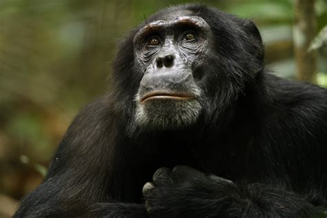 Like A Shakespearean Drama —brutal Chimpanzee Tribe Battle Caught On Video Newsweek