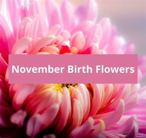 November Birth Flowers Chrysanthemum And Peony Symbolic Meaning