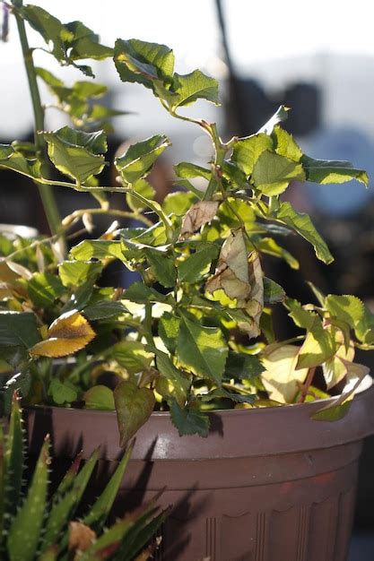 Maceta Con Planta De Rosas Foto Premium