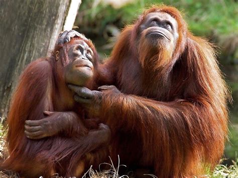 Bedroht So Helft Ihr Orang Utans Auf Borneo Orang Utans Lebensr Ume