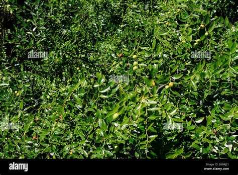 Baby Fruits Hi Res Stock Photography And Images Alamy