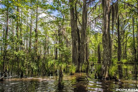 Popker Honey Island Swamp