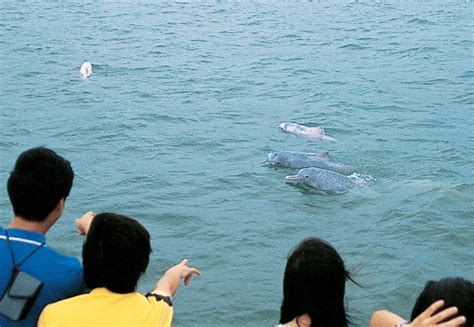 Hong Kong Dolphin Conservation Society