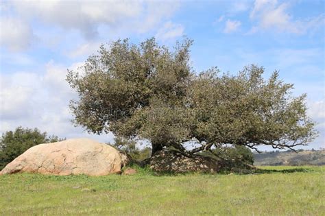 California Scenery California Live Oak Tree Highland Valley