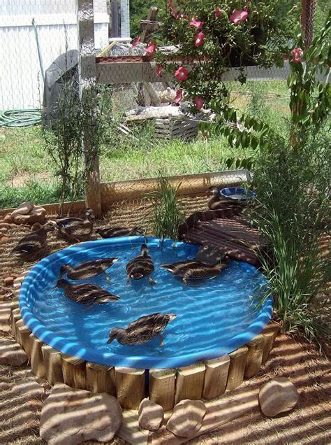 Easy Clean Duck Pond The Homestead Survival