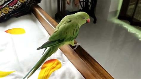 Mithu Talking And Playing Ringneck Parrot Talking Youtube