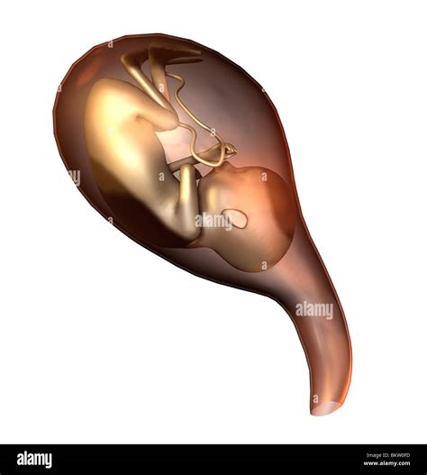 L Anatomia Dell Utero Gravido Umano Immagini E Fotografie Stock Ad Alta