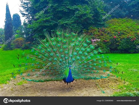 Beautiful Colorful Peacock Bright Tail Park Stock Photo by ©Elens196 ...