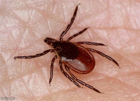 Tick Species Identifying Deer Ticks Vs Dog Ticks