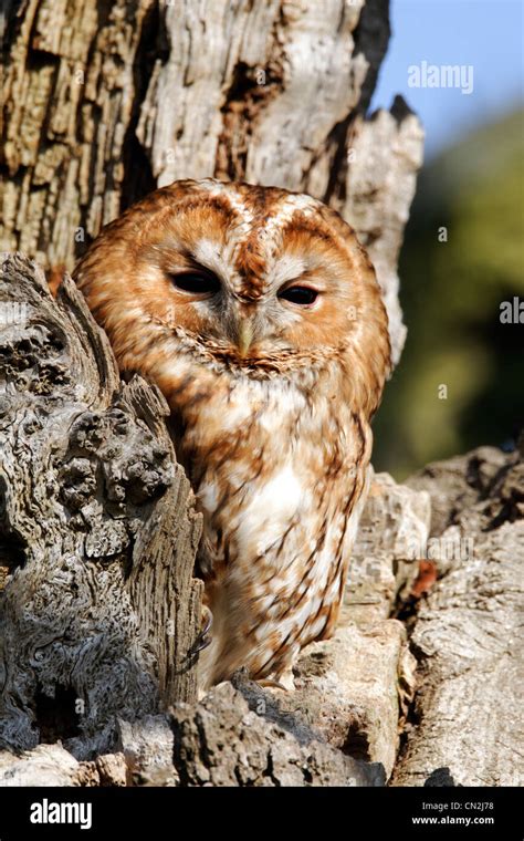 Tawny Owl Strix Aluco Single Bird Outside Of Hole In Tree