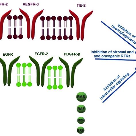 Regorafenib Mechanism Of Action Regorafenib Is A Multikinase Inhibitor