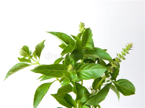 Macro Closeup Of Green Leaves Branch Of Ocimum Basilicum Garden Herbal