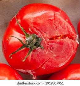 Rotten Moldy Smashed Red Tomato Top Stock Photo 1919807951 Shutterstock